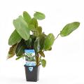 Echinodorus ozelot rood / leopard - aquarium plant