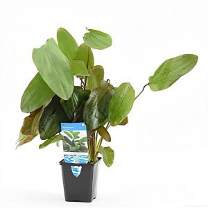 Echinodorus ozelot rood / leopard - aquarium plant