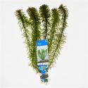Egeria densa - 10 stuks - aquarium plant