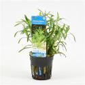 Heteranthera zosterifolia
 - 6 stuks - aquarium plant