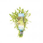 Ludwigia arcuata
 - 10 stuks - aquarium plant