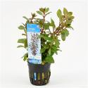 Ludwigia palustris  - 6 stuks - aquarium plant