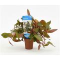 Ludwigia repens rubin - Diamond Red - 10 stuks - aquarium plant