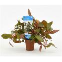 Ludwigia repens rubin - Diamond Red - 10 stuks - aquarium plant