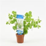 Lysimachia nummularia  - 10 stuks - aquarium plant