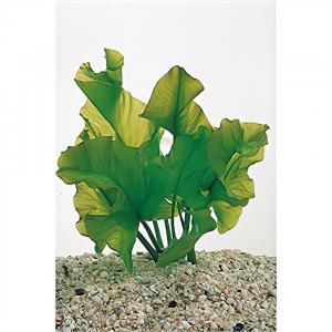 Nuphar japonica - 3 stuks - aquarium plant