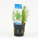 Pogostemon erectus - 6 stuks - aquarium plant