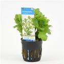 Shinnersia rivularis
 - 6 stuks - aquarium plant