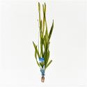 Vallisneria gigantea rubra - 10 stuks - aquarium plant