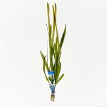Vallisneria gigantea rubra - 10 stuks - aquarium plant