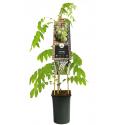 Blauwe Regen Wisteria Floribunda Alba 120 cm klimplant