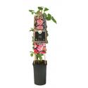 Klimroos Roze Rosa Pink Candy 75 cm klimplant