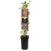 Kamperfoelie Lonicera Periclymenum Serotina 120 cm klimplant