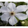 Grootbloemige Clematis Forever Friends PBR 75 cm klimplant