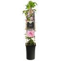 Grootbloemige Clematis Multi Pink PBR 75 cm klimplant