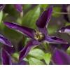 Grootbloemige Clematis Noora PBR M 75 cm klimplant