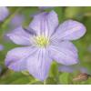 Grootbloemige Clematis Prince Charles 120 cm klimplant