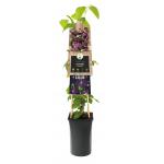 Grootbloemige Clematis Romantika 120 cm klimplant