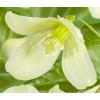 Kleinbloemige Clematis Cirrhosa Wisley Cream 75 cm klimplant