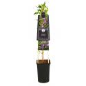 Kleinbloemige Clematis Prince William PBR 75 cm klimplant