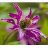 Kleinbloemige Clematis Viticella Rosalyn PBR 75 cm klimplant