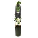 Passiebloem Passiflora Snow Queen PBR 75 cm klimplant