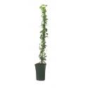 Klimop Hedera Hibernica 90 cm klimplant