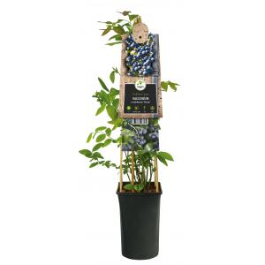 Amerikaanse Bosbes Vaccinium Corymbosum Jersey 75 cm klimplant Amerikaanse Bosbes Vaccinium Corymbosum Jersey 75 cm klimplant