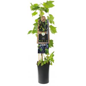 Blauwe Druif Vitis Rembrandt 75 cm klimplant Blauwe Druif Vitis Rembrandt 75 cm klimplant