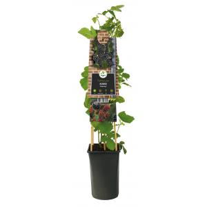 Braam Rubus Himalaya 75 cm klimplant Braam Rubus Himalaya 75 cm klimplant