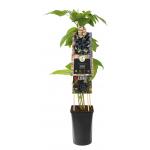 Doornloze Braam Rubus Black Satin 75 cm klimplant