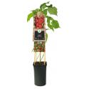 Framboos Rubus Malling Promise M 75 cm klimplant