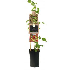 Japanse Wijnbes Rubus Phoenicolasius 75 cm klimplant Japanse Wijnbes Rubus Phoenicolasius 75 cm klimplant