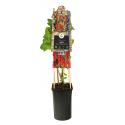 Rode Bes Ribes Rubrum Jonkheer van Tets M 75 cm klimplant