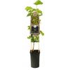 Witte Druif Vitis Bianca 75 cm klimplant