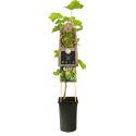 Witte Druif Vitis Bianca 75 cm klimplant