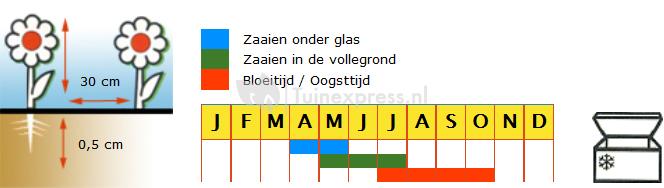 Bladselderij (geel) zaden - Goudgele Zelfblekende 2