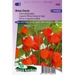 Echte lampionplant bloemzaden – Winter Cherrie