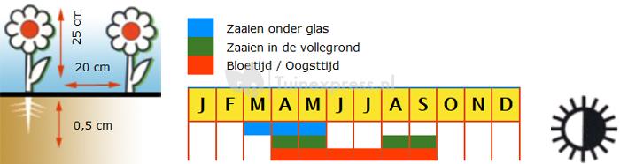 Grootbloemige viool bloemzaden – Viool Zwitserse reuzen mix