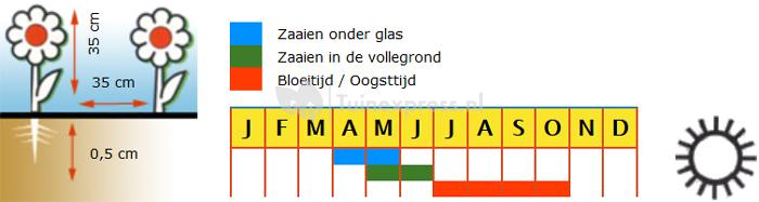 Lage dubbele Afrikanen bloemzaden – F1 Vanilla