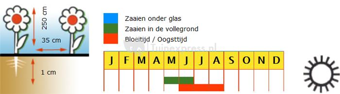 Stokroos dubbele bloemzaden - Chater's Mix