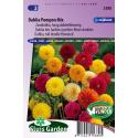 Zaaidahlia hoog dubbelbloemig bloemzaden - Dahlia Pompon Mix