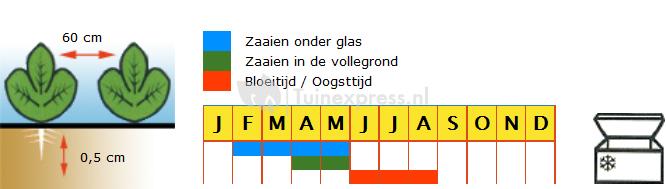 Bloemkool zaden - Alpha 6 - Fortados