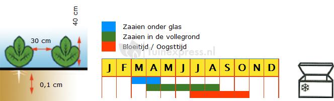 Groene Munt zaden - Kruizemunt