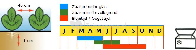 Pronkboon zaden - Prijswinner