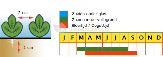 Radijs (ronde halfrode) zaden - National 3