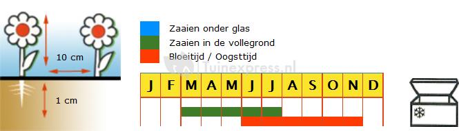 Rode biet biologische zaden - Kogel 2 - Storuman