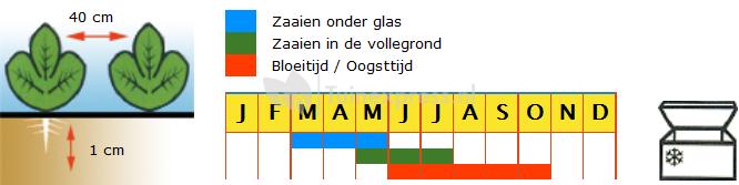 Stokslaboon (dubbele tros) zaden - Cobra