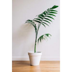 Waarom zijn planten zo nuttig?
