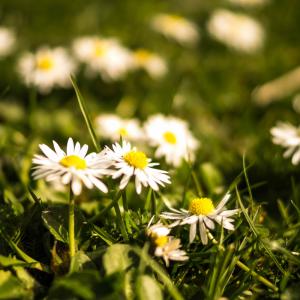 Wat zijn algemene tuintips voor april?